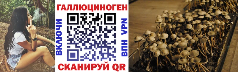 Купить  Шадринск  Галлюциногенные грибы Psilocybine cubensis 